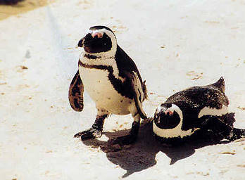 Reise durch alle Jahreszeiten: Pinguine in Kapstadt ...