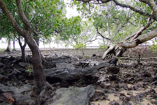 Into the Mangrove Region ...