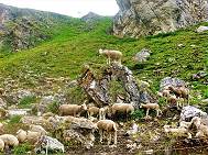 "Knig der Schafe" bei Refuge des Mottets ...