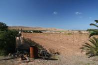 Gute Weinlage im Norden Fuerteventuras!