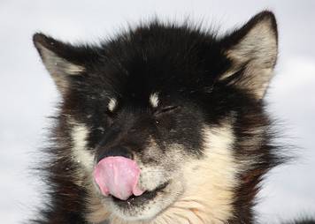Grnland Schlittenhund: Nichts zu tun mit Huskies ...