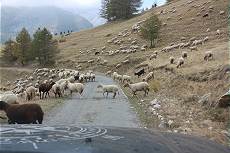 Schafe auf der Strae nach Casterino