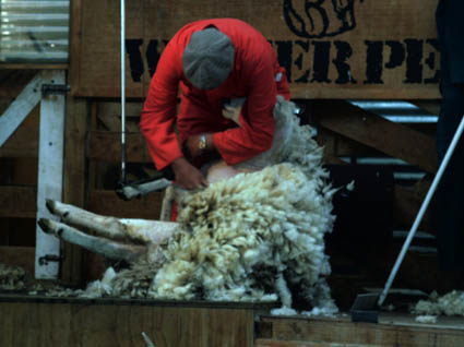 Australian Shepherds bei der Arbeit ...