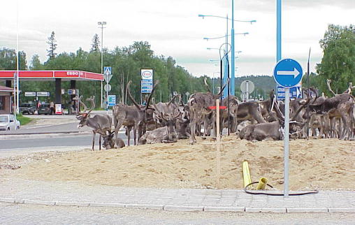 Kein Witz oder Touri-Arrangement: Rentiere am Kreisverkehr in Ivalo ...