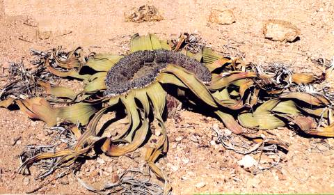 Die Husab: Bis zu 2000 Jahre alt ... 