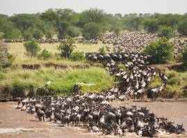 Die Wanderung der Tiere (66185 Unsplash.com  jorgetung CC0 Public Domain)