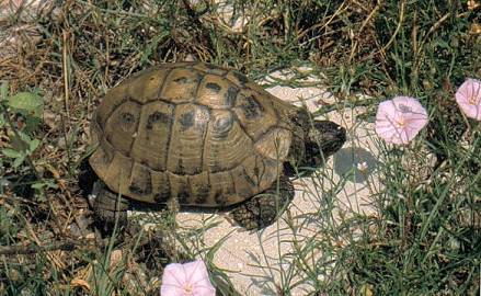 Schildkr�te an der K�ste von Montenegro ...