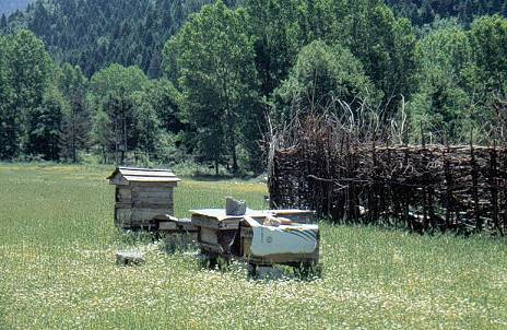 Wunderschne Bergwiesen mit Bienenkrben ...