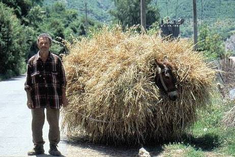 Bauer mit Transport-Muli ...