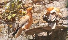 Schmutzgeier sind nicht wirklich schmutzig ...