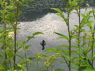 Schwimmende Einheimische im Naturpark ...