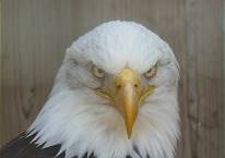 Ich gucke nicht bse - als Weikopfseeadler und US-Wappentier gucke ich nur ernst!
