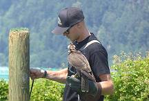 Falkner bei der Arbeit ...