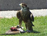 Will da einer an meine Beute ..?