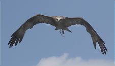 Tiefflieger von vorn!