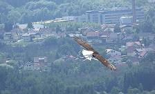 Rundflug mit Seeadler Freya ...