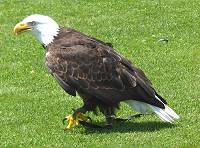 Wappentier mit landesblichen Fufesseln?