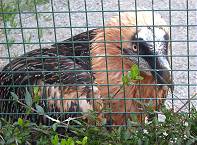 Ob er wohl raus will?