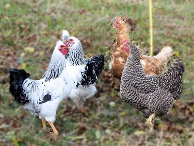 Henriette und Betzi ...