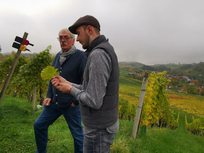 Gute Pflege fr die Weinstcke, manchmal sogar eine OP ...