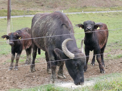 Fototermin mit Wasserbffeln ...
