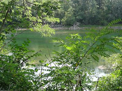 ... vom Dschungel ...