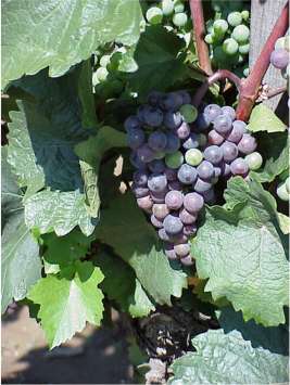 Diese Traube regiert das Land ...