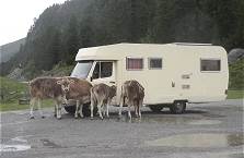 Hier bekommt sogar jeder Camper seine Khe ...