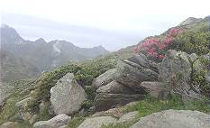 Urwchsige Umgebung ...