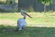 Krauskopfpelikan Charly