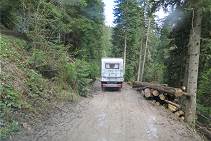 ber viele tiefe Pftzen durch den Wald ...