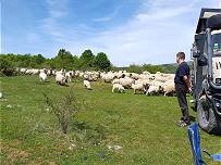 Hunde in der Schafherde, wo?