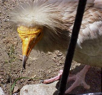 Ist er nicht ein netter Schmutzgeier?