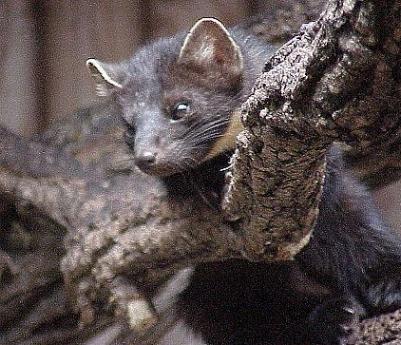 Der bleibt im Alpenzoo und kommt an kein Zndkabel ...