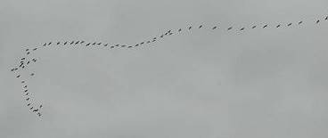 Ein Keil Kraniche am Abendhimmel  ...