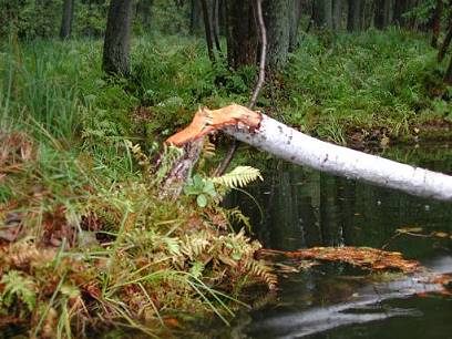 Dicht am Fluss eine Biberburg ...