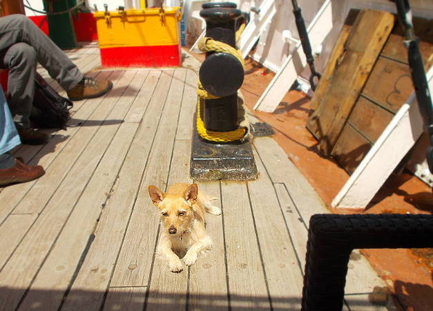 Zufriedene Loona: Sonnentanken auf dem Holzdeck ...