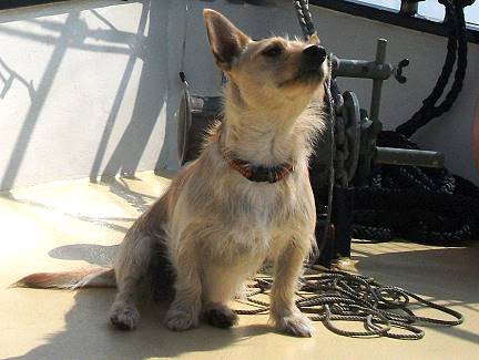 Loona: Wachhund an Bord ...