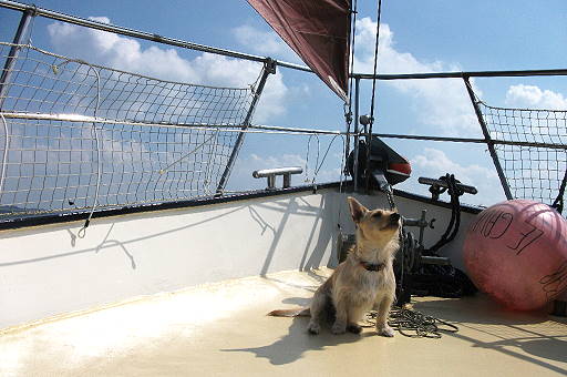 Pr�fer auf dem Vordeck: Loona �berwacht die Segelstellung ...