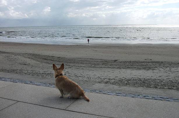 Loona schaut sehnschtig hinterher ...