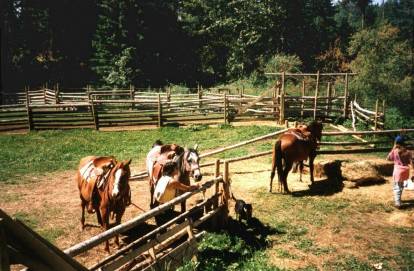 Start ins Reitabenteuer ...