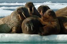 ... auf der Eisscholle ...