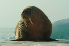 Walross-Einzelgnger ...