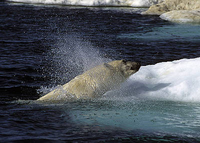 Eisiges Badevergngen ...