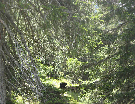 Grosser Schwarzbär, auf knapp 40 Meter,  und es sieht aus wie echt. ...