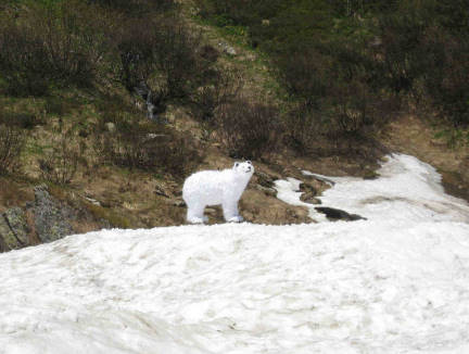 berraschung: Ein Eisbr auf echtem Schnee  ..!