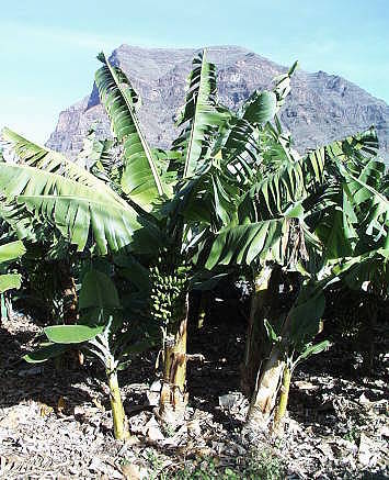 Landwirtschaftliches Hauptprodukt der Insel - Bananen ...