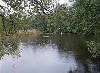 Abstandsregel auch für Schwäne? Abstandsregel auch für Schwäne?