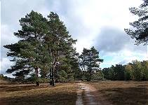 Hier hat man die Heide für sich ... Hier hat man die Heide für sich ...
