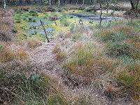 Jetzt wird´s "moorig" ... Jetzt wird´s "moorig" ...